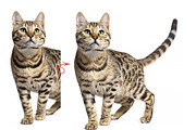 Cat and Pet Oil Painting, an Action Add-On by MRI STUDIO (Thumbnail 12 of 17)