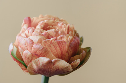 tulip flower on beige background. Flat lay, top view floral fest, an Abstract Photo by Ivanna