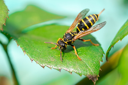 The wasp is sitting on green leaves., an Animal Photo by AlexBush