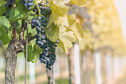 10 Stunning Matte Landscape Presets, a Preset Add-On by Timeless Presets (Thumbnail 5 of 13)