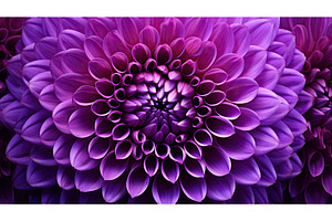 bloom purple dahlia ai generated, a Nature Photo by pikepicture