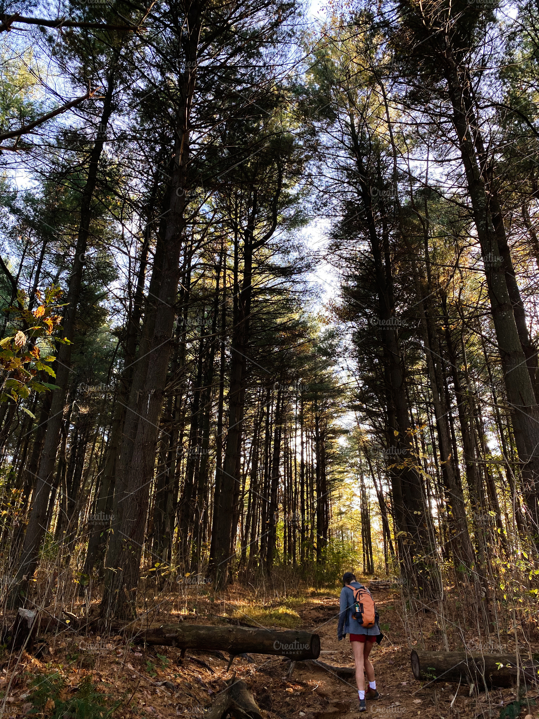 Hiker with a backpack walks a forest trail among tall trees at Garden of the Go, a Nature Photo by AS photostudio