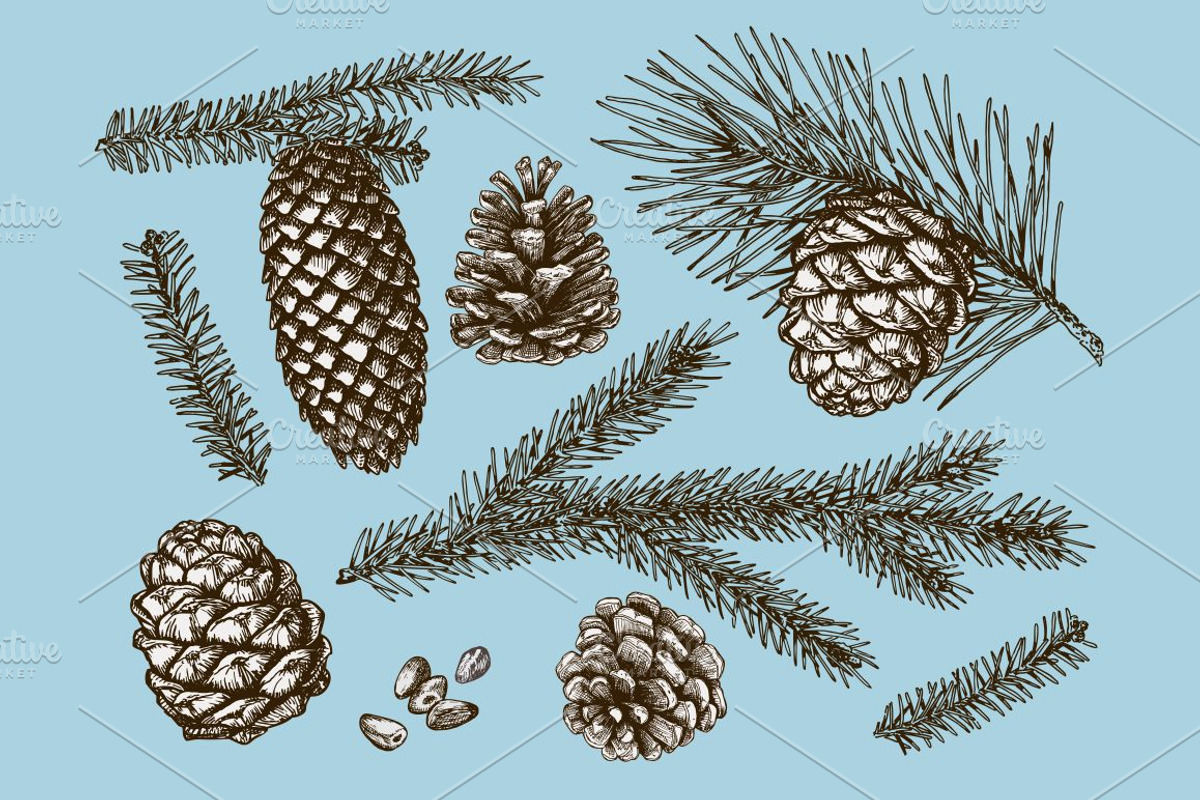 Vector fir branches, a Decorative Illustration by natadanko (Photo 3 of 4)