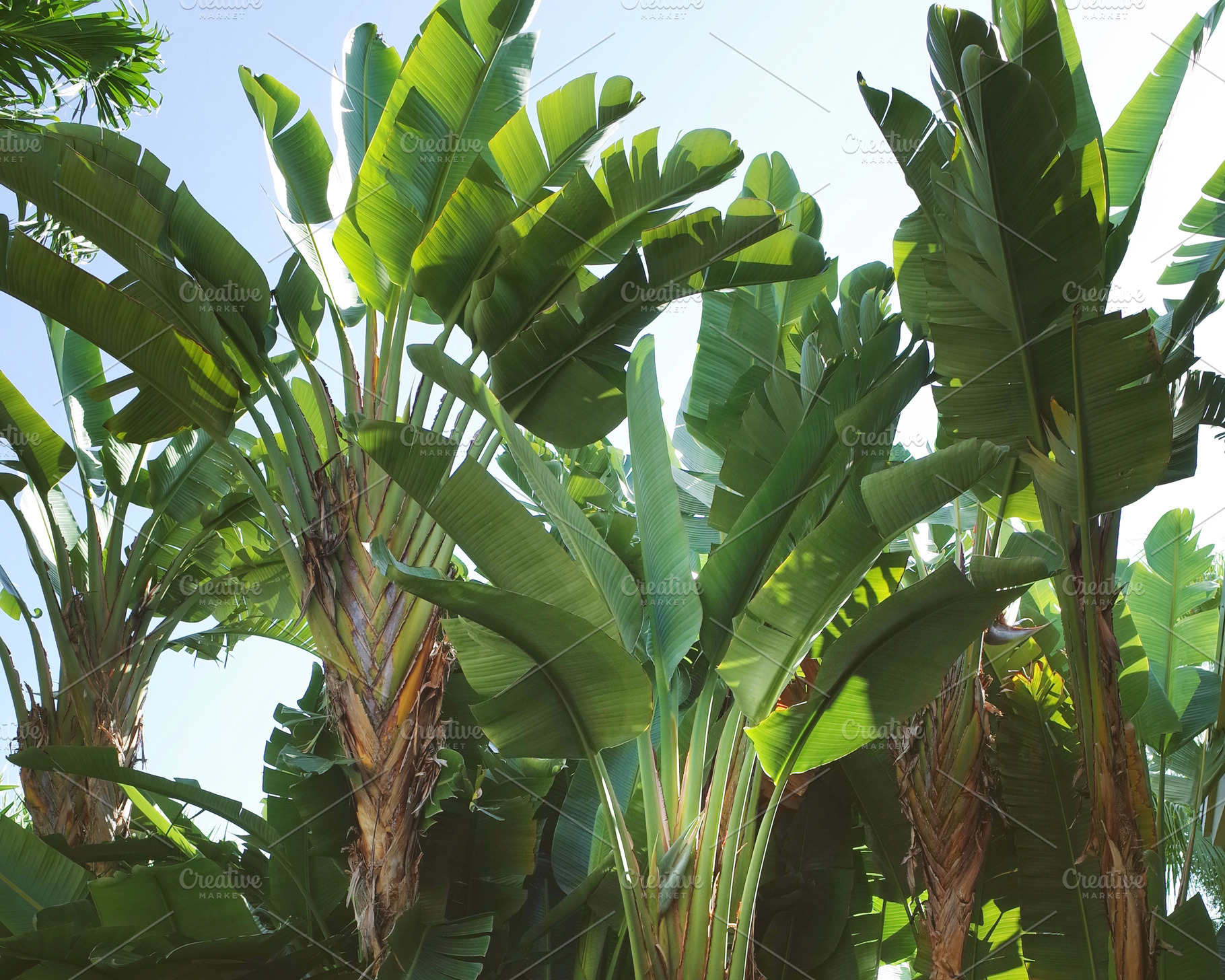Tropical Plants Jungle Garden, a Background Photo by kristiangallagher