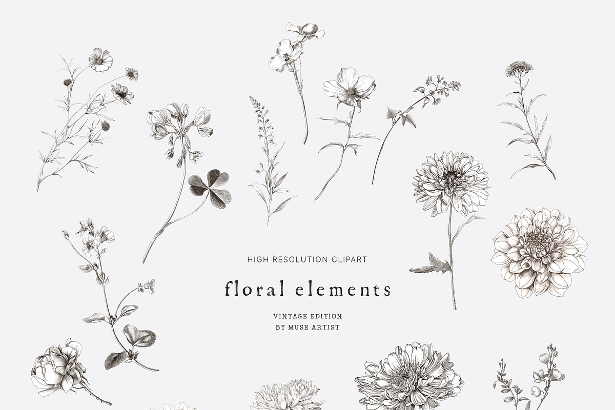WILD GARDEN Pencil Sketch Clipart, a Decorative Illustration by Muse Artist (Photo 6 of 14)