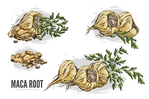 Macas root in brown peel with leaves, a Food Illustration by Sabelskaya