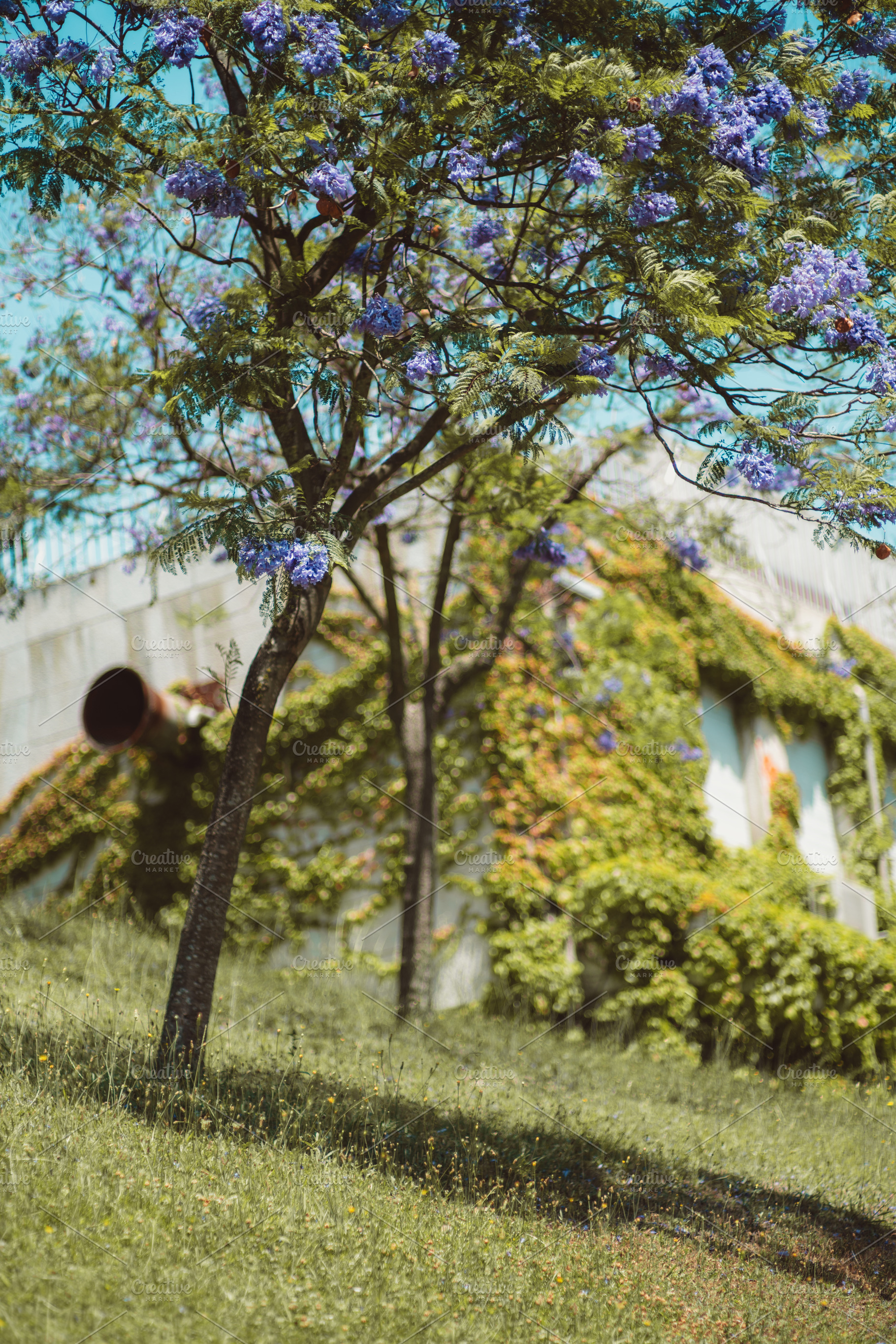 Purple Jacaranda Tree in Focus, a Nature Photo by SkyNext