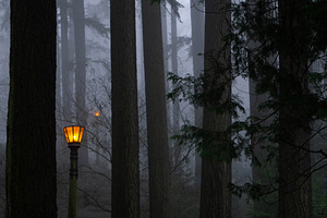 October Forest Walk