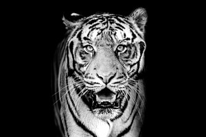 tiger on BW dark background