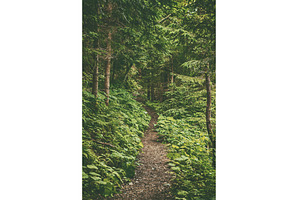 Dark moody forest, a Nature Photo by Nature and travel