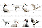 Crane Clipart, Crowned Crane, Birds, an Animal Illustration by BrushstrokeArtGB (Thumbnail 6 of 9)