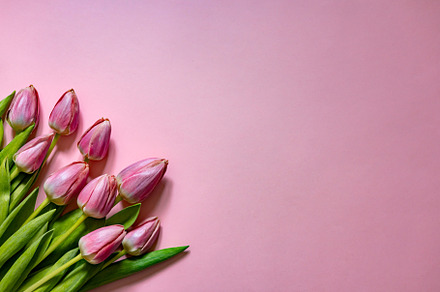 pink tulips on pink