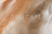 Delicate | 20 Feather Photos, a Nature Photo by Melanie Helena (Thumbnail 20 of 20)