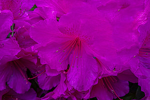 Azalea flower close-up in full bloom, a Nature Photo by DanFLCreativo