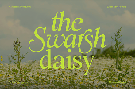 Swarsh Daisy - Elegant Serif Display