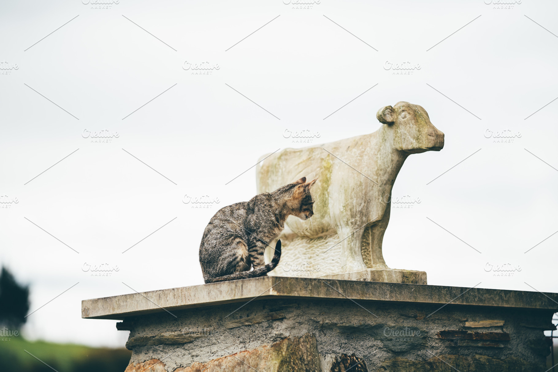 Cat and stone cow on rural ledge, an Animal Photo by SkyNext