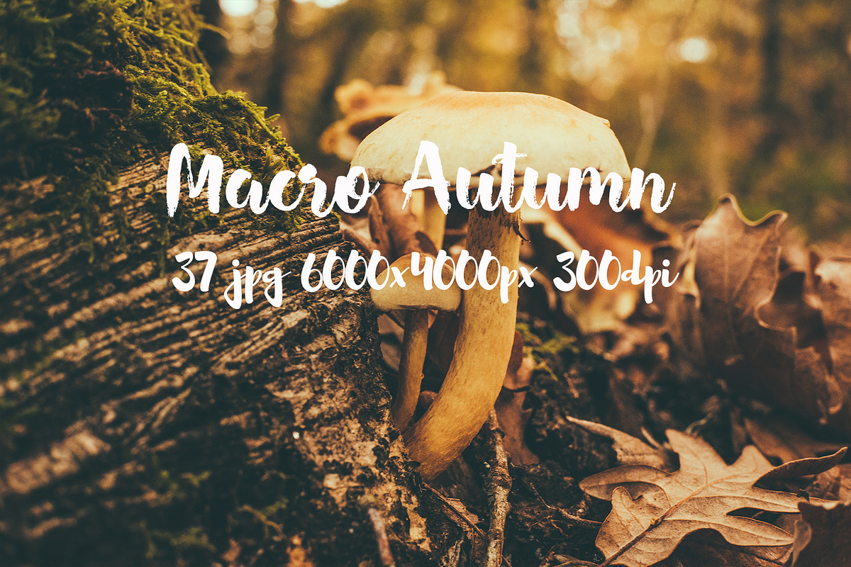 Macro Autumn photo bundle, a Templates & Theme by ApertureVintage (Photo 18 of 21)