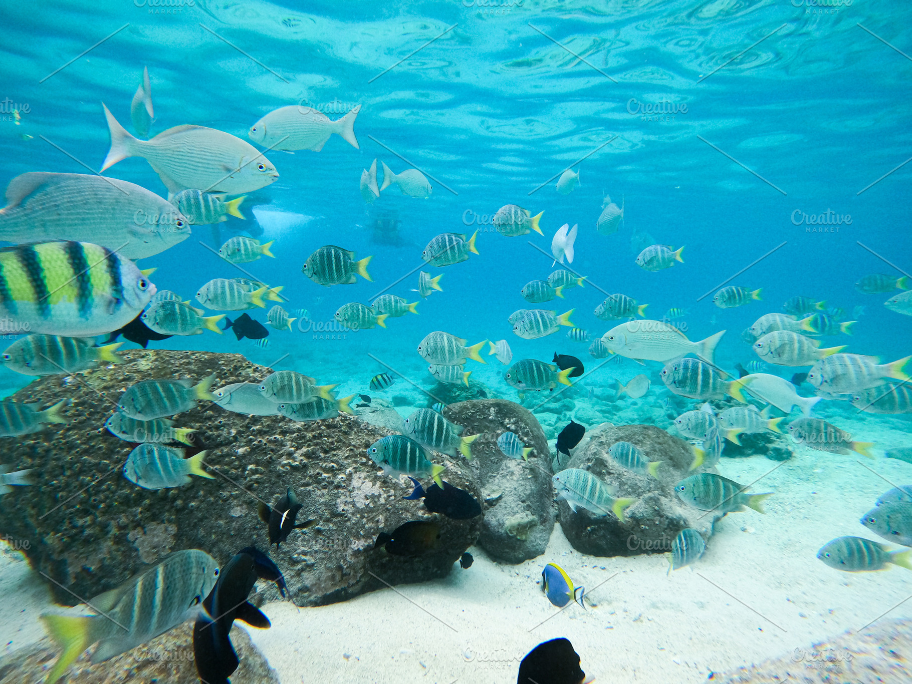 Colorful Reef Fish, an Animal Photo by bastera