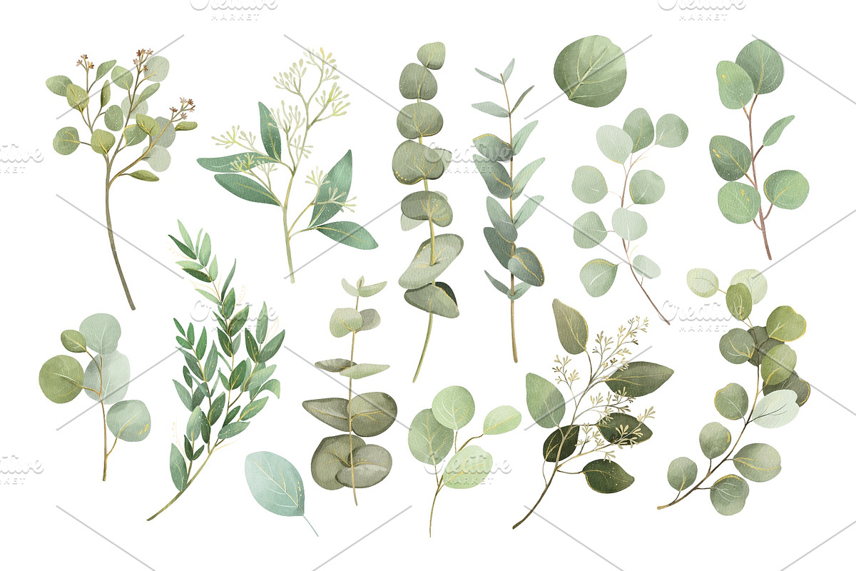 Watercolor Eucalyptus Clipart, an Object Graphic by ArtGiftsStudio (Photo 2 of 6)