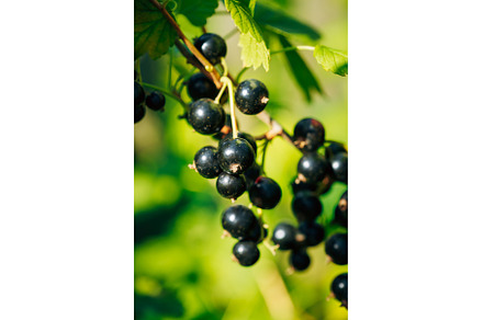 Black Currant. Growing Organic, a Food & Drink Photo by Our Amazing World