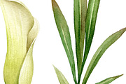 Calla Lily. Watercolor clipart PNG., an Illustration by Mary (Thumbnail 3 of 3)