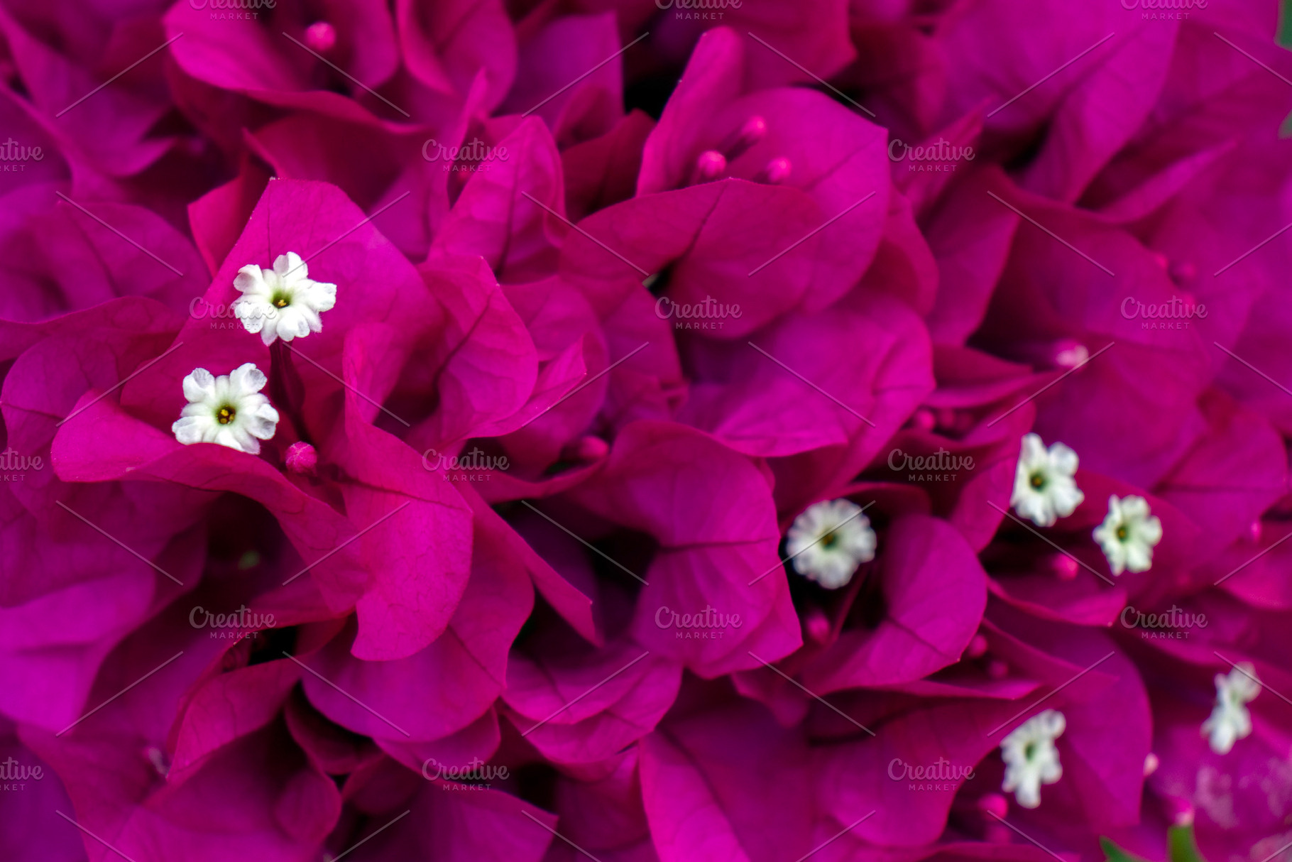 A close-up of bougainvillea flowers, a Nature Photo by Schreibikus