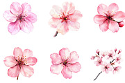 Watercolor Cherry Blossom Clipart, an Illustration by Designking (Thumbnail 5 of 5)