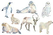 Welcom to the North!, an Animal Illustration by Watercolor arts (Thumbnail 2 of 5)