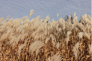 Golden Autumn Amur Silvergrass Grass, a Nature Photo by Lermont51