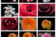 25 Color Flower Vol 1. Photos Hi Res, a Nature Photo by Artfanaticus (Thumbnail 2 of 5)