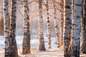 Nordic Birch Forest, a Nature Photo by Virgo Studio
