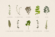 BUNDLE - Dry Flowers & Leaves, an Object Graphic by Sparrow & Snow (Thumbnail 10 of 28)