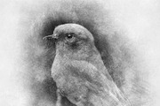 Sketch Photoshop Action, an Action Add-On by Sevenstyles (Thumbnail 16 of 22)