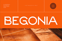 Begonia