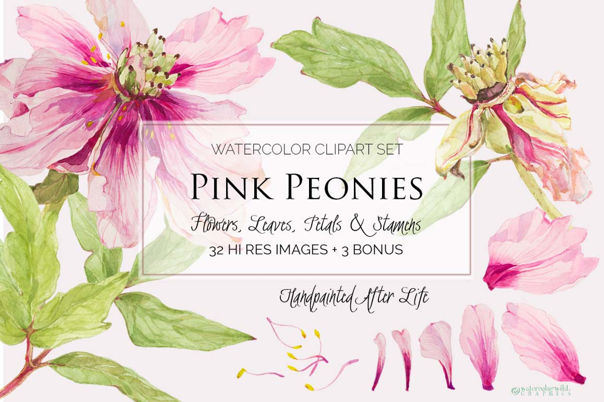 Pink Peonies-Clipart Set, an Illustration by watercolorwild.graphics (Photo 5 of 9)
