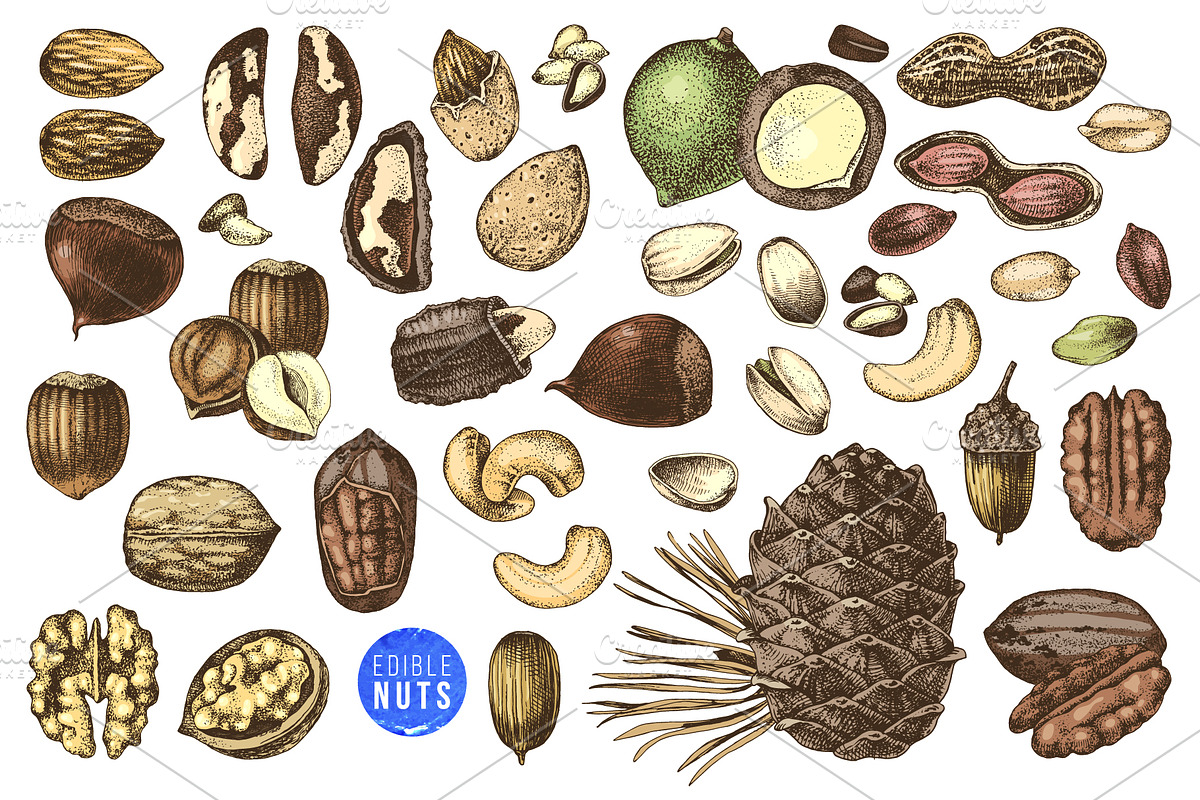 Hard nut graphic design set, a Food Illustration by handsketched (Photo 2 of 18)