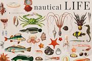 Ocean Symphony vintage design set, an Object Graphic by Beauty Drops (Thumbnail 6 of 13)