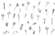 Floral Botanical Plant Illustrations, an Icon by CreativeWilderness (Thumbnail 9 of 11)