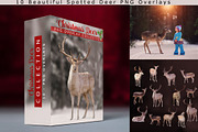 10 - Christmas Deer PNG Overlays, an Object Graphic by DareToDream (Thumbnail 1 of 4)