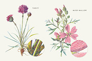 Vintage Flower Illustrations Bundle, an Illustration by Greta Ivy (Thumbnail 19 of 62)