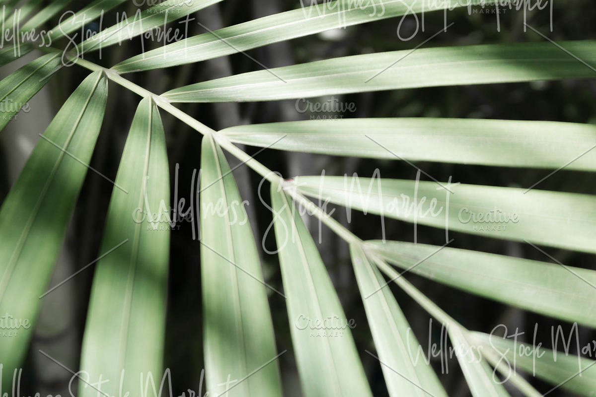 Holistic Lifestyle Bundle (Green), a Health & Medical Photo by Wellness Stock Market (Photo 3 of 37)