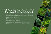 160 Plant Leaves Stock Photos, a Nature Photo by Incomelion (Thumbnail 6 of 15)