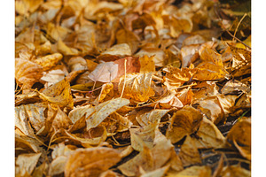 Texture of golden autumn leaves in