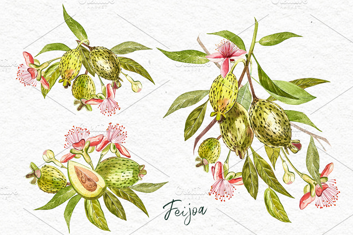 Feijoa Graphic & Watercolor clipart, a Food Illustration by Ann Astro (Photo 6 of 10)