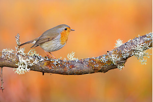 Tiny european robin sitting on a