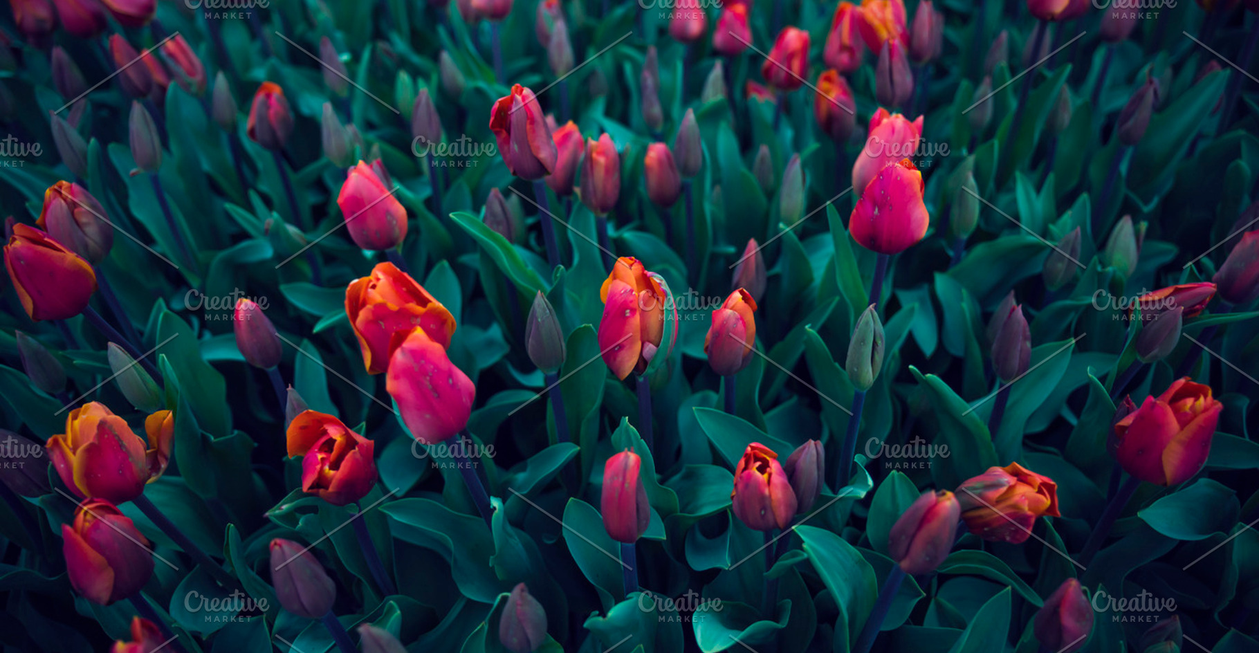 Tulip flowers stock photo containing garden and netherlands, a Nature Photo by Zoomin Istanbul