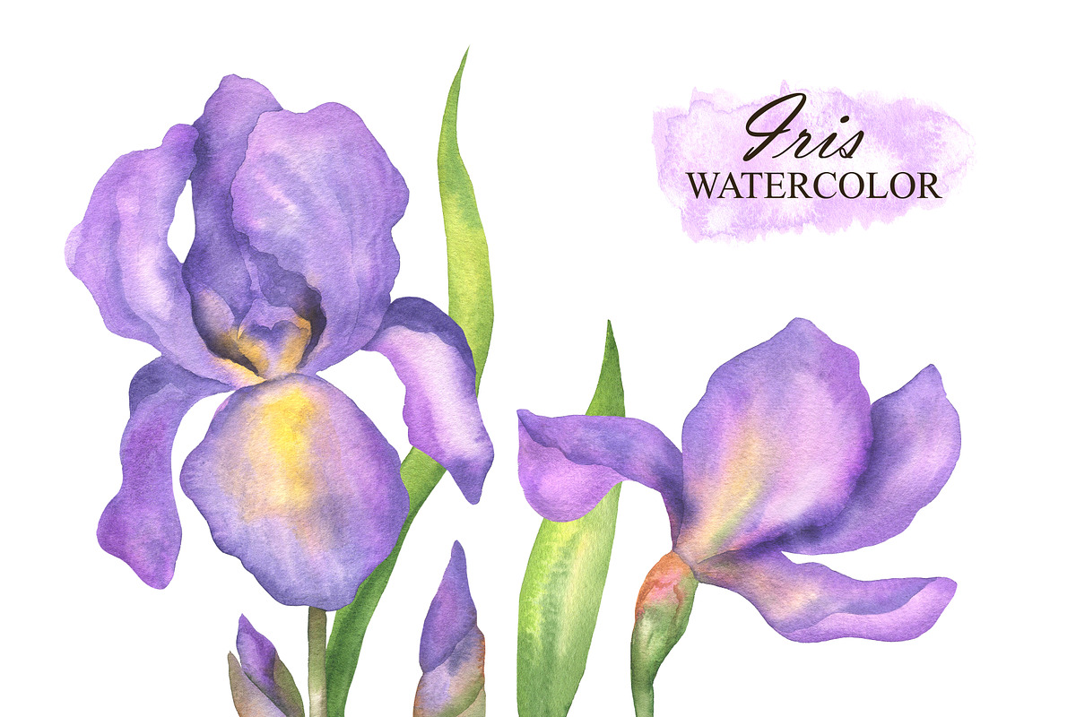 Watercolor Iris flower clipart, an Illustration by OlDm_Shop (Photo 3 of 5)