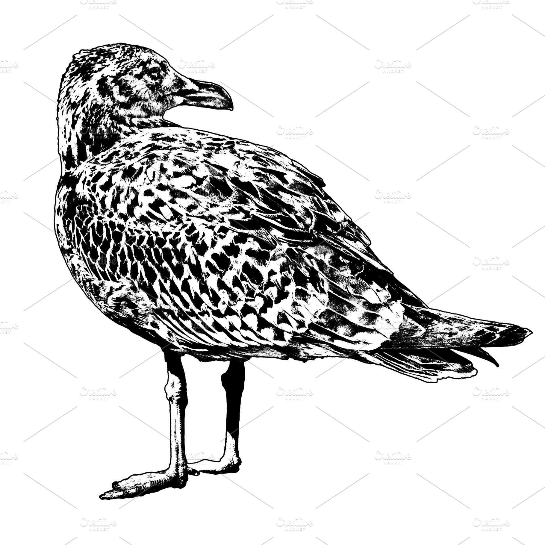 Juvenile legged gull drawing, a Photo by DanFLCreativo