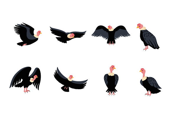 Condor Bird Illustration Set preview 2