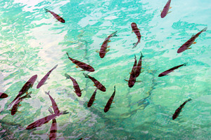 School of fish, a Nature Photo by BOOCYS